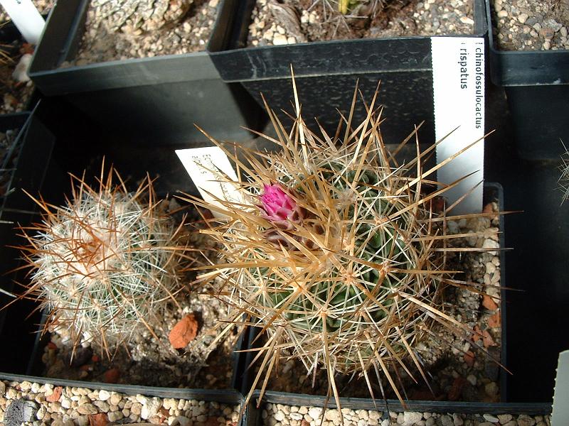 Echinofossulocactus crispatus.JPG